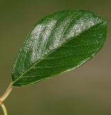 skalník Dammerův <i>(Cotoneaster dammeri C. K. Schneid.)</i> / List
