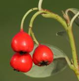 skalník Dammerův <i>(Cotoneaster dammeri C. K. Schneid.)</i> / Plod