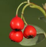 skalník Dammerův <i>(Cotoneaster dammeri C. K. Schneid.)</i> / Plod