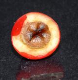 skalník Dammerův <i>(Cotoneaster dammeri C. K. Schneid.)</i> / Plod