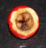 skalník Dammerův <i>(Cotoneaster dammeri C. K. Schneid.)</i> / Květ/Květenství