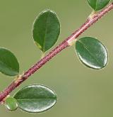 skalník cochleatus <i>(Cotoneaster cochleatus)</i> / List