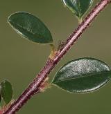 skalník cochleatus <i>(Cotoneaster cochleatus)</i> / List