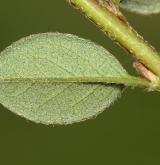 skalník cochleatus <i>(Cotoneaster cochleatus)</i> / List