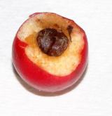 skalník cochleatus <i>(Cotoneaster cochleatus)</i> / Plod