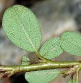 skalník směstnaný <i>(Cotoneaster congestus Baker)</i> / List