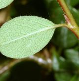 skalník směstnaný <i>(Cotoneaster congestus Baker)</i> / List