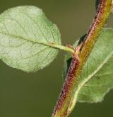 skalník nanšanský <i>(Cotoneaster nanshan M.Vilm. ex Mottet)</i> / List