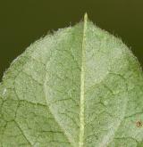 skalník nanšanský <i>(Cotoneaster nanshan M.Vilm. ex Mottet)</i> / List