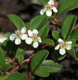 skalník švédský <i>(Cotoneaster ×suecicus G. Klotz)</i> / Květ/Květenství