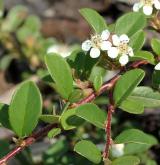 skalník švédský <i>(Cotoneaster ×suecicus G. Klotz)</i> / List