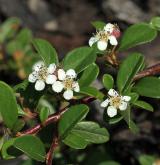 skalník švédský <i>(Cotoneaster ×suecicus G. Klotz)</i> / Květ/Květenství