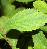 tavolník poléhavý <i>(Spiraea decumbens W.D.J.Koch)</i> / List