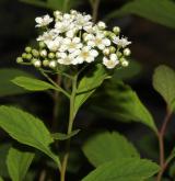 tavolník poléhavý <i>(Spiraea decumbens W.D.J.Koch)</i> / Květ/Květenství