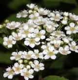 tavolník poléhavý <i>(Spiraea decumbens W.D.J.Koch)</i> / Květ/Květenství