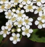 tavolník poléhavý <i>(Spiraea decumbens W.D.J.Koch)</i> / Květ/Květenství