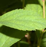 tavolník poléhavý <i>(Spiraea decumbens W.D.J.Koch)</i> / List