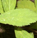 tavolník sanssoucijský <i>(Spiraea ×sanssouciana K. Koch)</i> / List