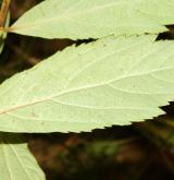 tavolník sanssoucijský <i>(Spiraea ×sanssouciana K. Koch)</i> / List