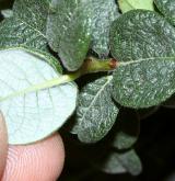 vrba Boydova <i>(Salix ×boydii)</i> / List