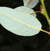 vrba Erdingerova <i>(Salix ×erdingeri)</i> / List