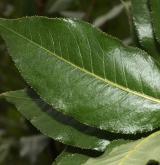 vrba lesklá <i>(Salix lucida)</i> / List