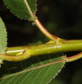 vrba lesklá <i>(Salix lucida)</i> / Větve a pupeny