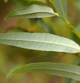 vrba ojíněná <i>(Salix irrorata)</i> / List