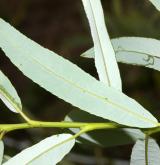 vrba ojíněná <i>(Salix irrorata)</i> / List