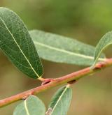 vrba pochybná <i>(Salix ×ambigua)</i> / List