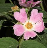 růže sivá <i>(Rosa glauca)</i> / Květ/Květenství