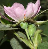 růže sivá <i>(Rosa glauca)</i> / Květ/Květenství