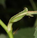 růže sivá <i>(Rosa glauca)</i> / List
