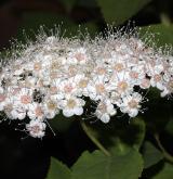 tavolník lesklý <i>(Spiraea lucida)</i> / Květ/Květenství