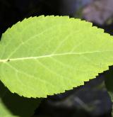 tavolník lesklý <i>(Spiraea lucida)</i> / List