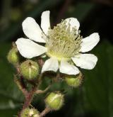 ostružiník Cimrmanův <i>(Rubus jari-cimrmanii)</i> / Květ/Květenství