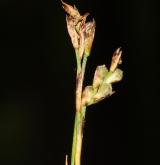 ostřice tlapkatá <i>(Carex pediformis)</i> / Květ/Květenství