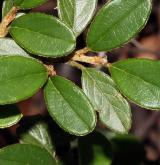 skalník jü-šanský (morrisonský) <i>(Cotoneaster morrisonensis Hayata)</i> / List