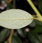skalník jü-šanský (morrisonský) <i>(Cotoneaster morrisonensis Hayata)</i> / List