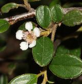 skalník jü-šanský (morrisonský) <i>(Cotoneaster morrisonensis Hayata)</i> / Květ/Květenství