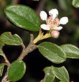 skalník jü-šanský (morrisonský) <i>(Cotoneaster morrisonensis Hayata)</i> / Květ/Květenství
