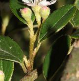 skalník jü-šanský (morrisonský) <i>(Cotoneaster morrisonensis Hayata)</i> / Květ/Květenství