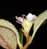 skalník jü-šanský (morrisonský) <i>(Cotoneaster morrisonensis Hayata)</i> / Květ/Květenství