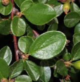 skalník Brydyův <i>(Cotoneaster bradyi)</i> / List