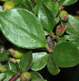 skalník Brydyův <i>(Cotoneaster bradyi)</i> / List