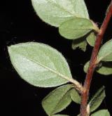 skalník Brydyův <i>(Cotoneaster bradyi)</i> / List