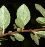 skalník Brydyův <i>(Cotoneaster bradyi)</i> / List