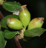 skalník Brydyův <i>(Cotoneaster bradyi)</i> / Plod
