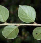 skalník Brydyův <i>(Cotoneaster bradyi)</i> / List
