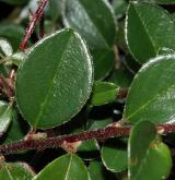 skalník Brandisův <i>(Cotoneaster brandisii)</i> / List